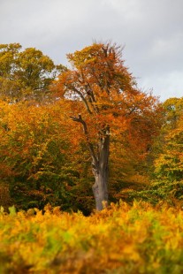 autumn colours